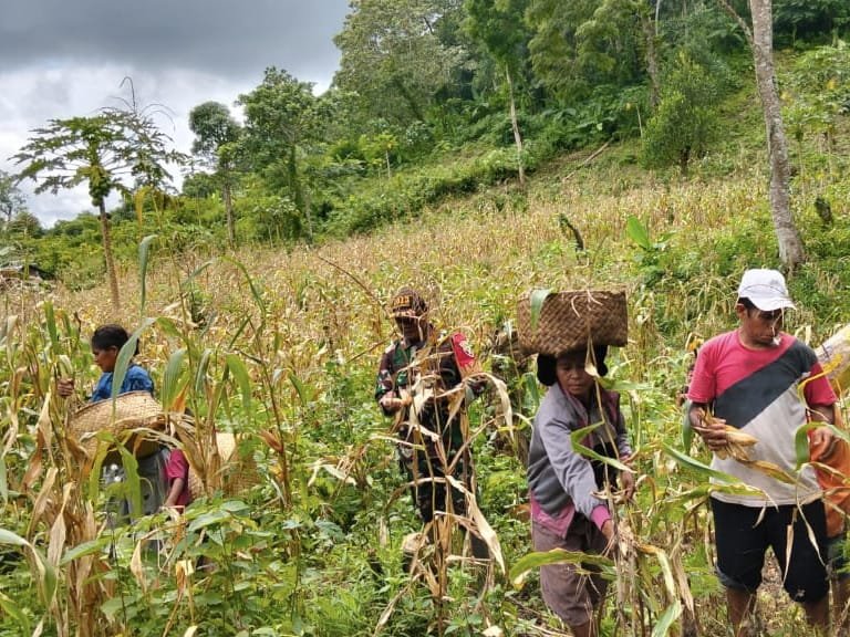 Babinsa Sumba Barat Perkuat Ketahanan Pangan Melalui Kegiatan Panen Bersama Warga
