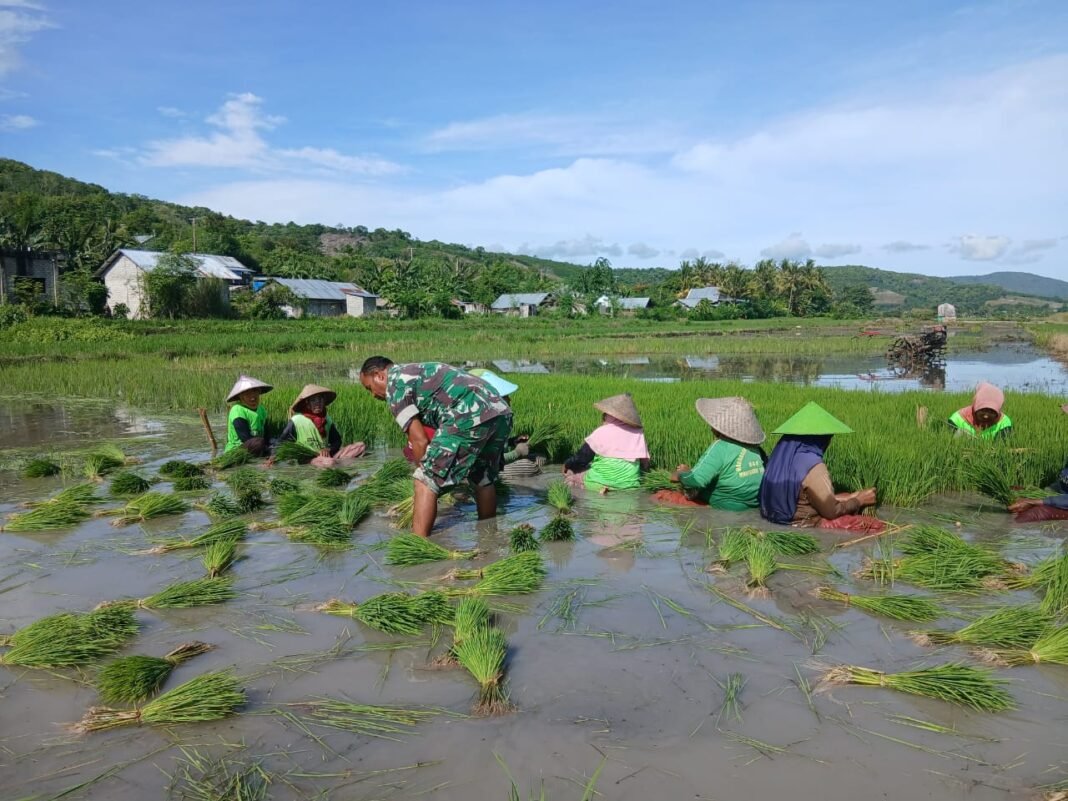 Pemudaran Ketahanan Pangan: Babinsa Koramil Elar Bantu Petani Lewat Pendampingan Langsung