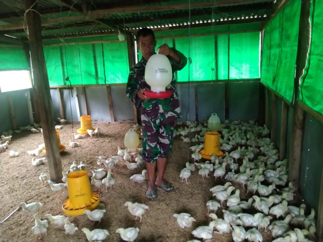 Innovasi Babinsa: Beternak Ayam Potong untuk Perekonomian Keluarga