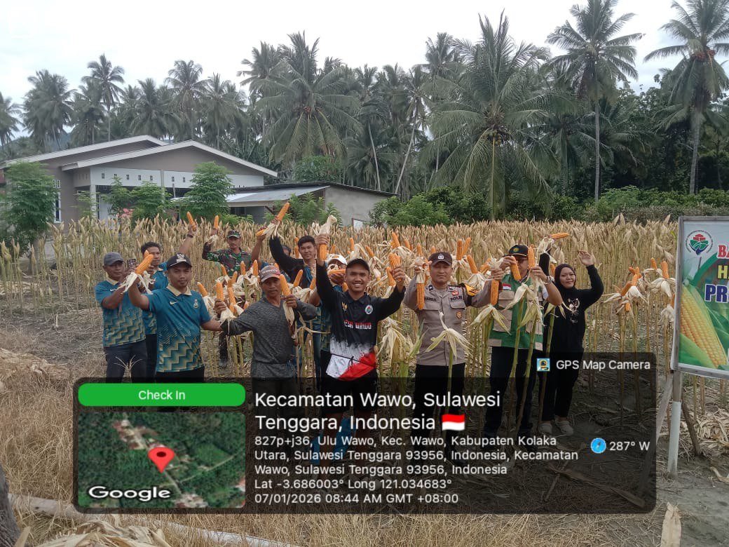 Babinsa Ranteangin Dukung Program BUMDes dengan Panen Jagung di Kolaka Utara
