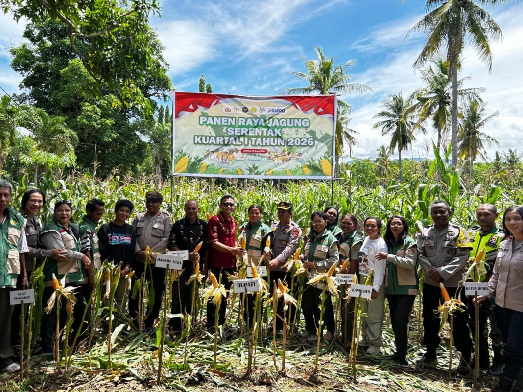 Sinergi TNI dan Masyarakat dalam Panen Raya Jagung di Flores Timur
