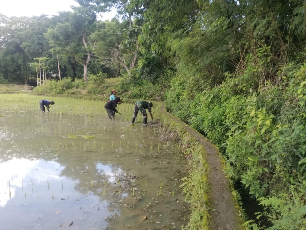 Sinergi TNI dan Warga: Babinsa Bantu Tanam Padi di Desa Patiala Bawa