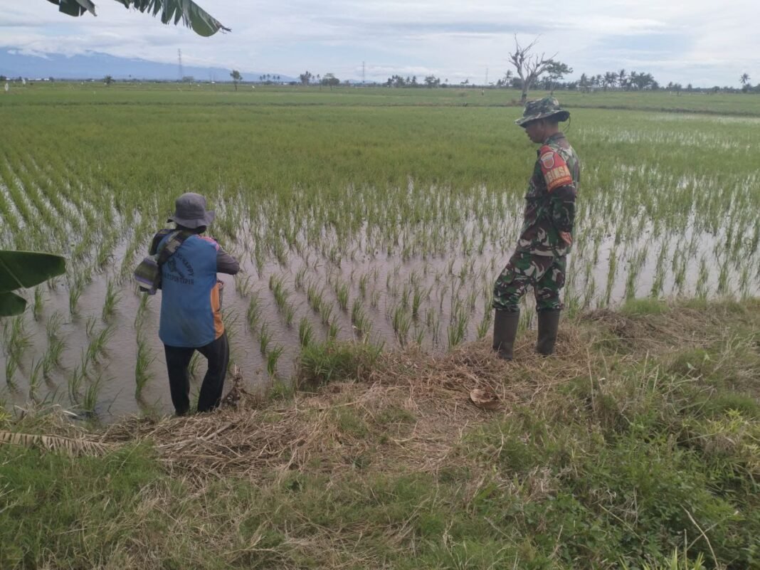 Babinsa Koramil Maritengngae Terjun Langsung Dukung Petani untuk Ketahanan Pangan