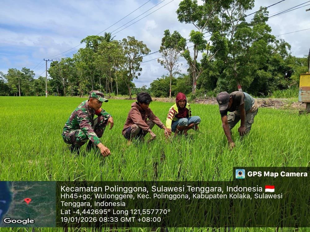 Dukungan TNI untuk Ketahanan Pangan: Babinsa Koramil Watubangga Dampingi Perawatan Padi di Polinggona