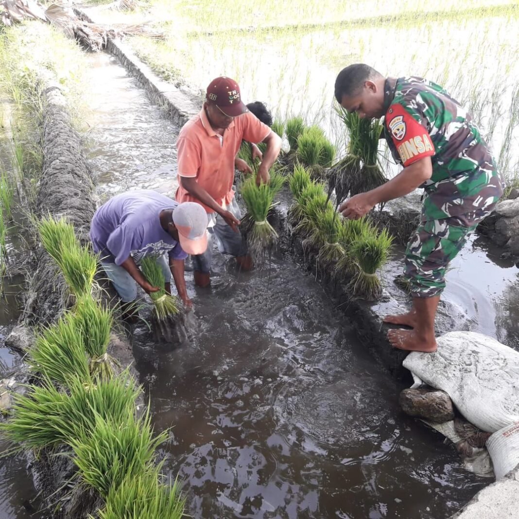 Sinergi Babinsa dan Petani: Meningkatkan Ketahanan Pangan di Desa Oemanu