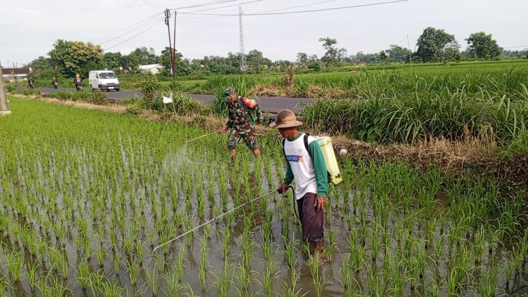 Dukung Ketahanan Pangan, Babinsa Satrean Lakukan Penyemprotan Tanaman Padi