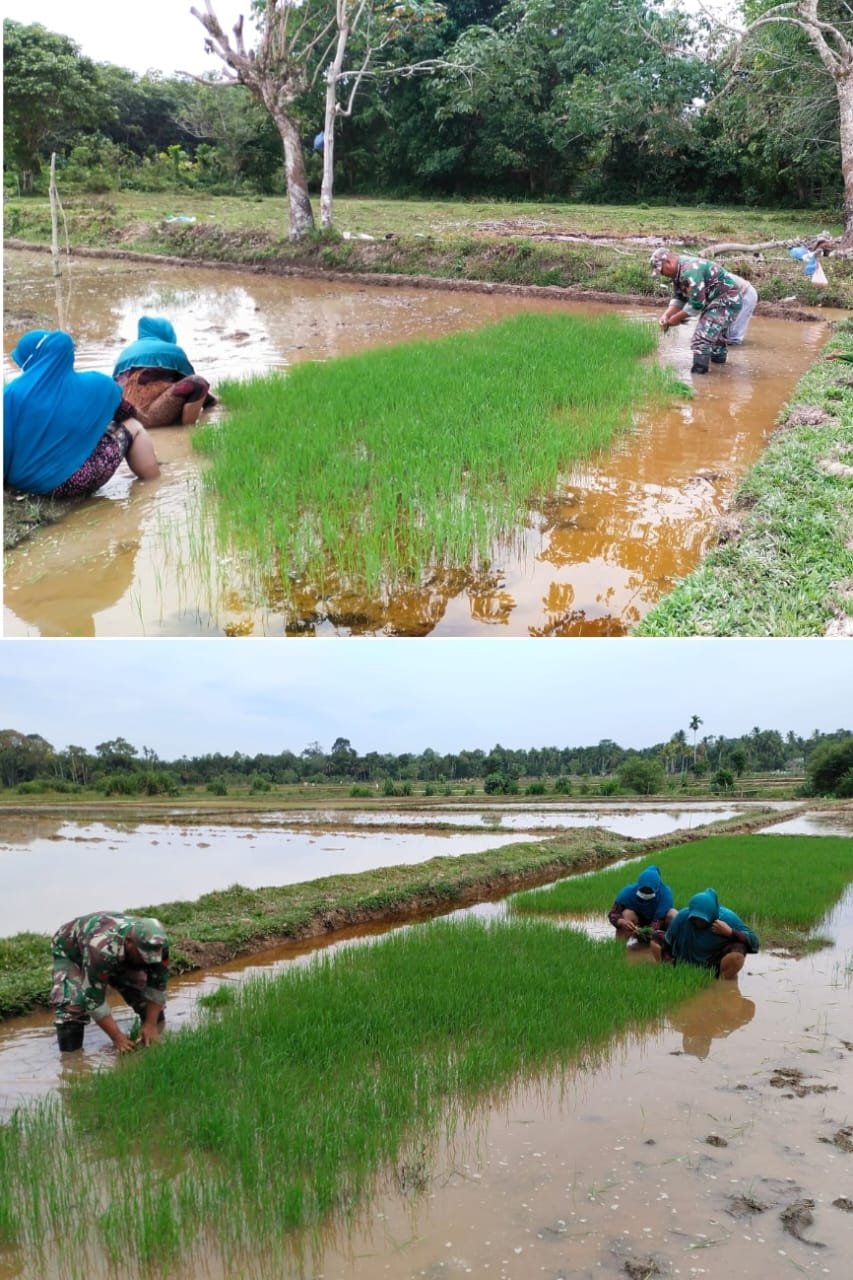 Kesetiakawanan Sosial Jadi Landasan Babinsa Koramil 04/Meureubo Bantu Petani Cabut Benih Padi