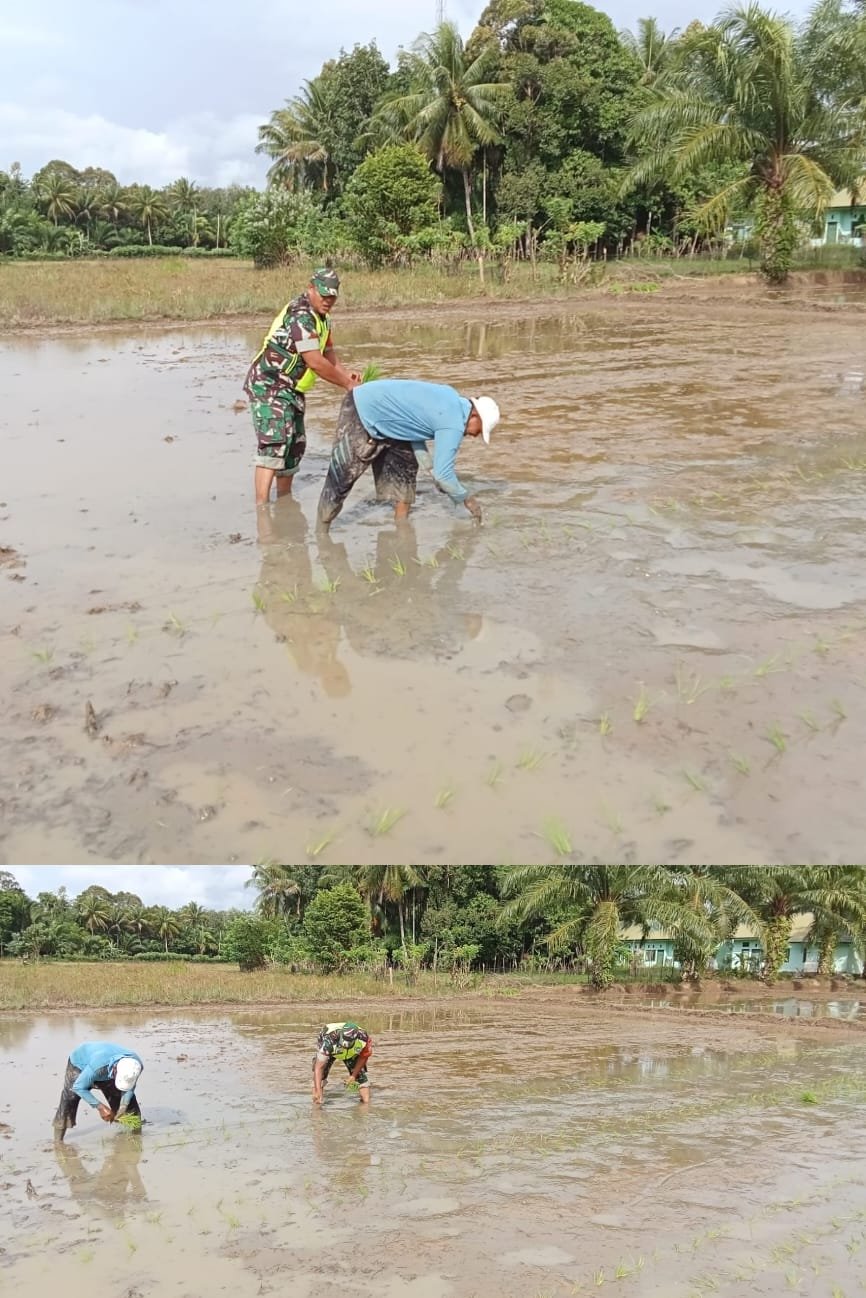 Babinsa Koramil 0105-10/Woyla Barat Turun ke Sawah Bantu Petani Tanam Padi