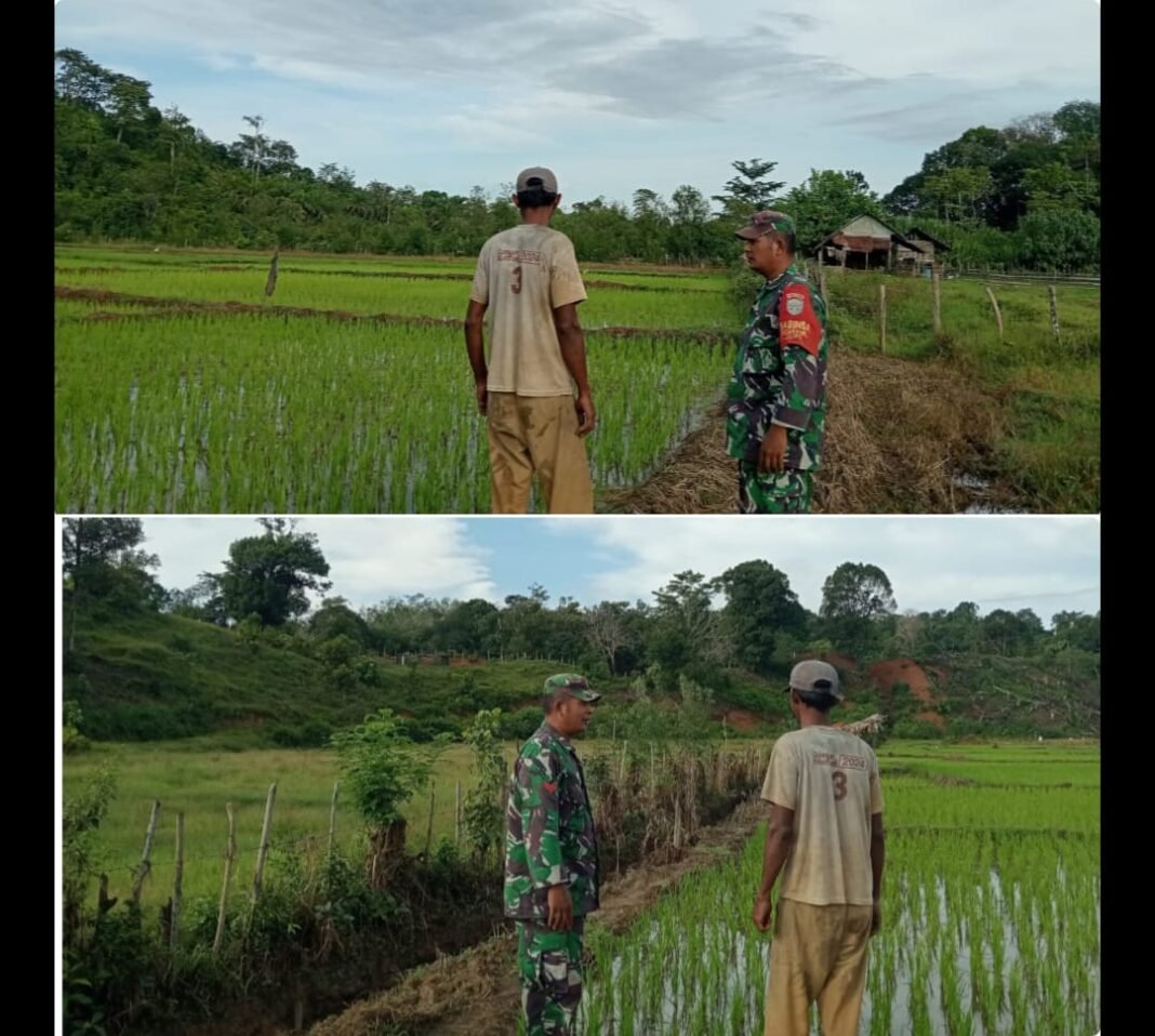 Babinsa Posramil 05/Pante Ceureumen Respon Dampingi kepada Petani, Cek Perkembangan Tanaman Padi