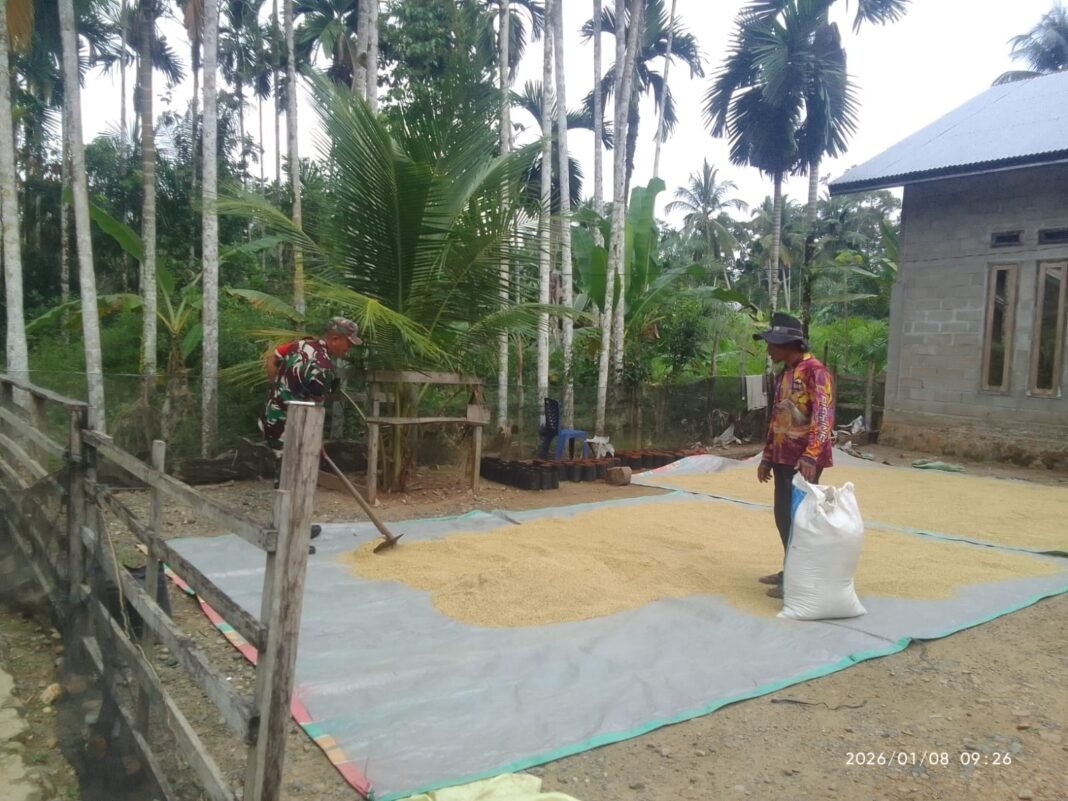 Babinsa Koramil Panga Bantu Warga Jemur Padi di Alue Tengoh