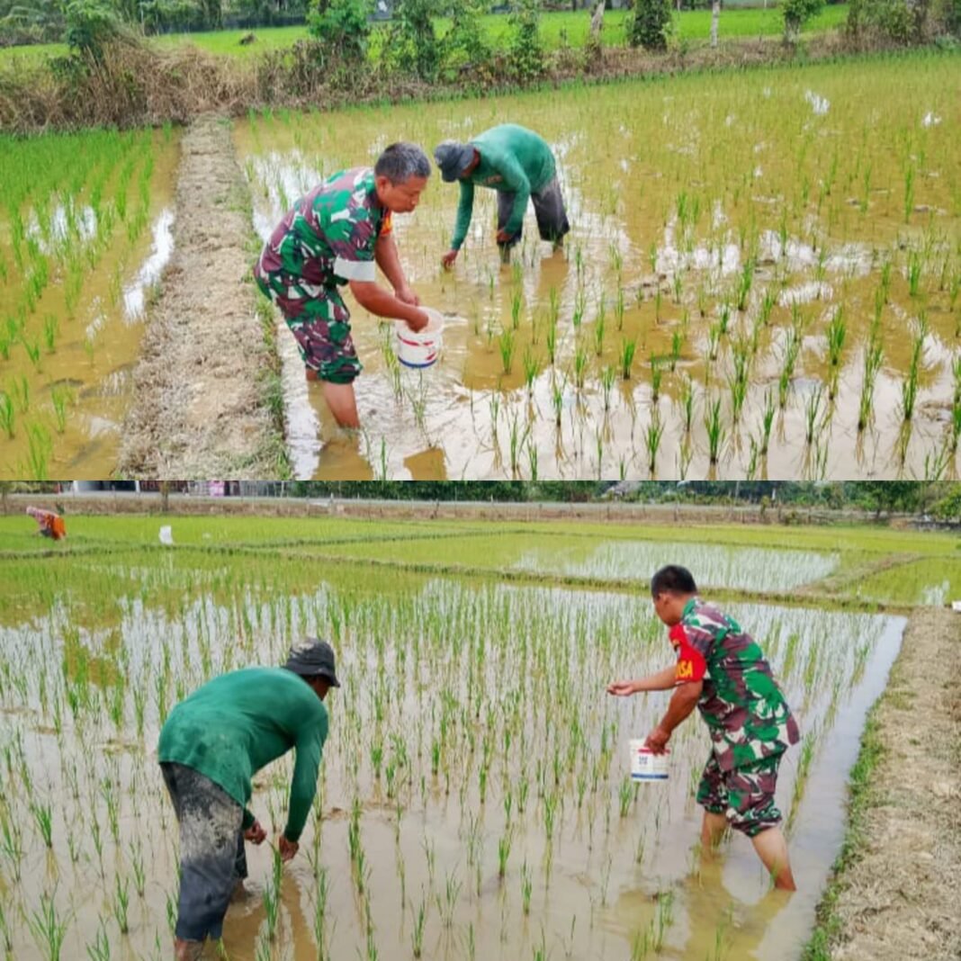 Babinsa Koramil 09/Samatiga Turun ke Sawah: Sertu Heru Santoso Bantu Petani Menabur Pupuk di Desa Leubok