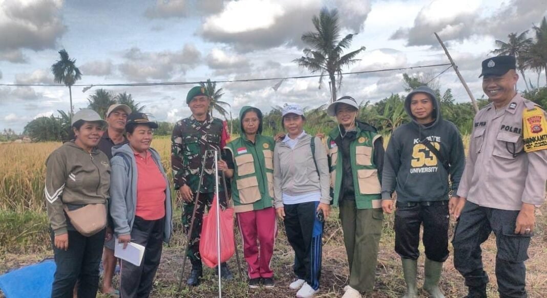 TNI Dukung Peningkatan Produktivitas Pertanian melalui Ubinan di Manduang