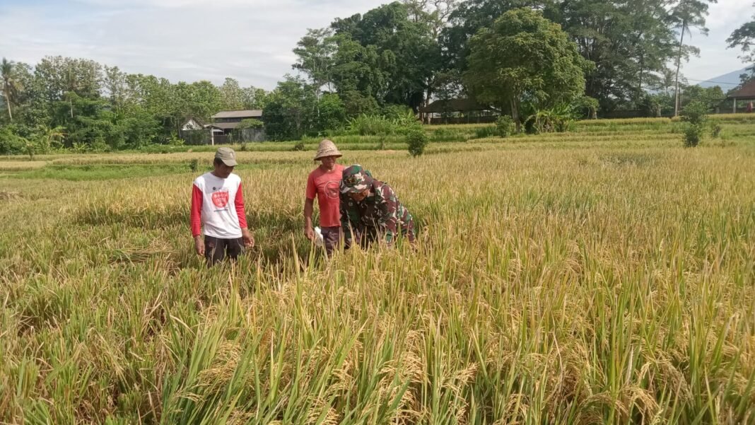 Dedikasi Serka Nengah Sudiarsa dalam Mendukung Petani Panen Padi