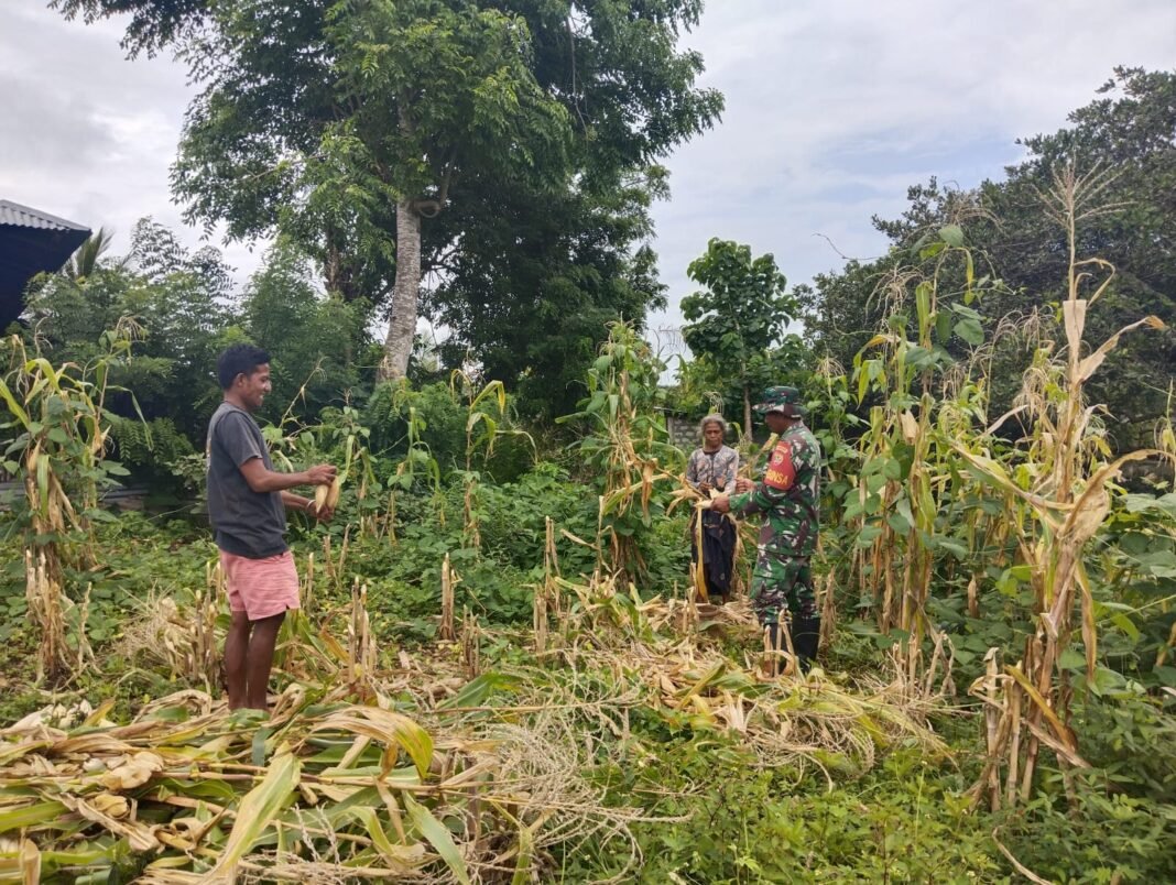 Babinsa Laboya Bawah Dukung Petani Melalui Panen Jagung Bersama