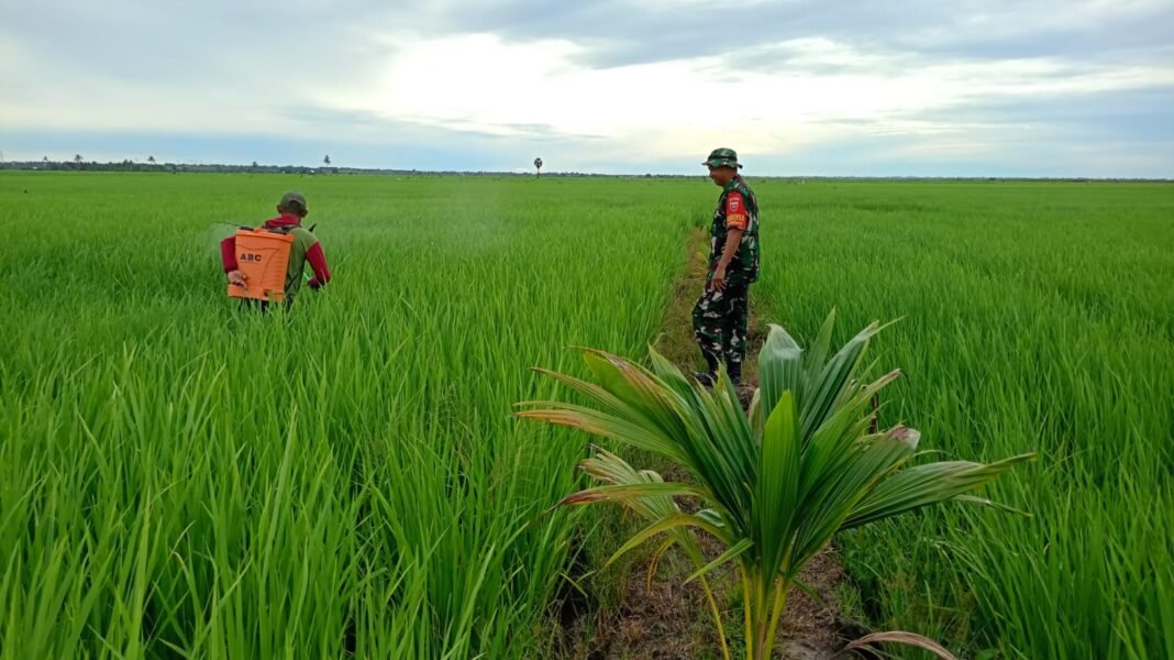 TNI Dukung Petani Empagae dalam Penyemprotan Pestisida untuk Ketahanan Pangan