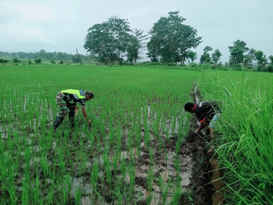 Babinsa Ajak Petani Perkuat Perawatan Padi Melalui Komunikasi Sosial