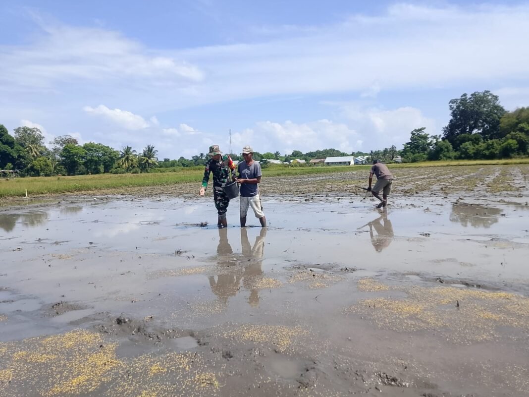 TNI Dukung Petani di Desa Kembang Mekar, Babinsa Koramil 1612-04/Elar Bantu Panen Padi
