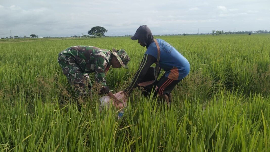 Babinsa Koramil 1420-03/Maritengngae Dukung Petani Sidenreng dalam Pemupukan Padi