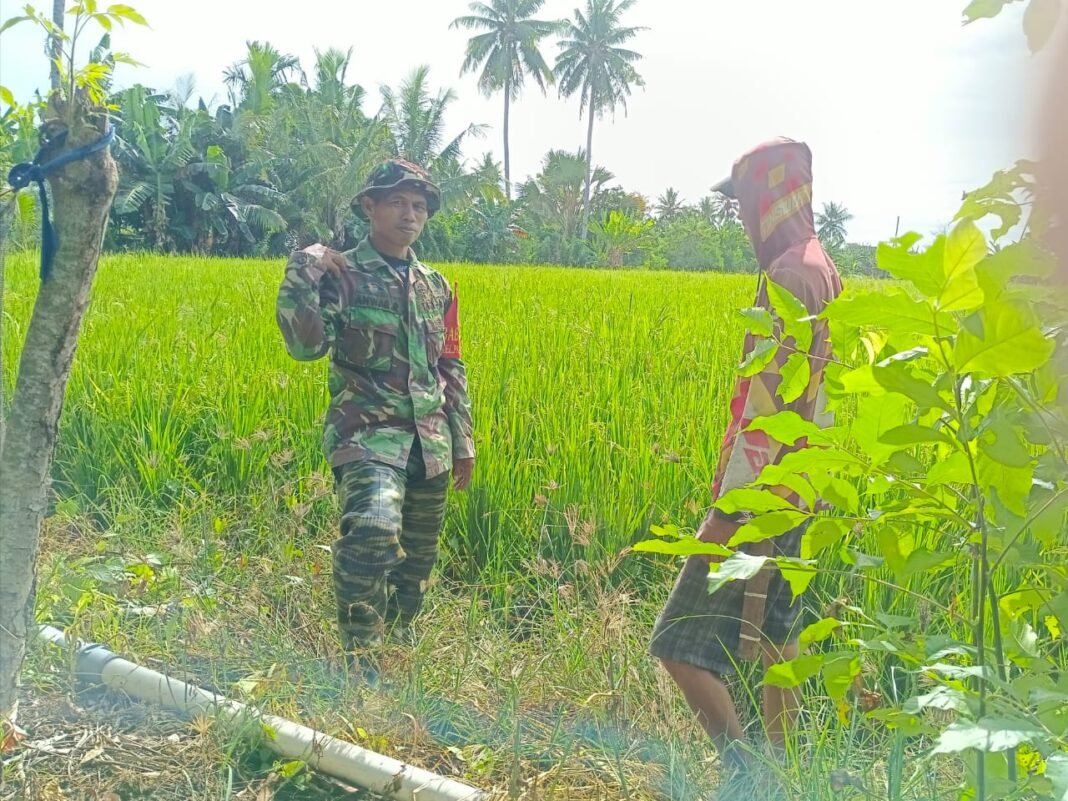 TNI AD Dukung Ketahanan Pangan di Sidrap Melalui Pendampingan Petani Pajalele
