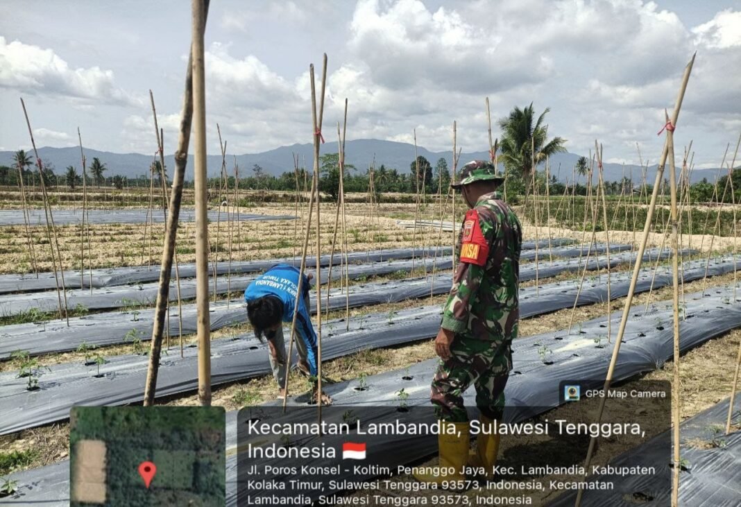 Babinsa Tirawuta Awasi Pertumbuhan Tomat Milik Pak Rasikin untuk Ketahanan Pangan