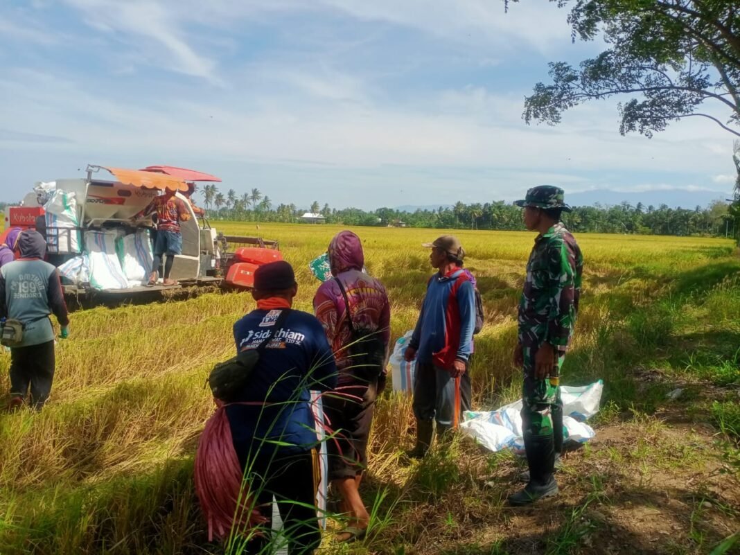 Dukungan TNI dalam Panen Padi di Desa Salobukkang untuk Ketahanan Pangan
