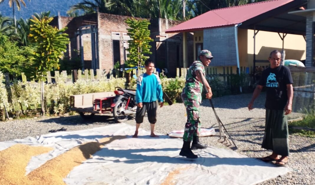 Babinsa Koramil 01/Jaya Bantu Warga Jemur Padi di Desa Sapek