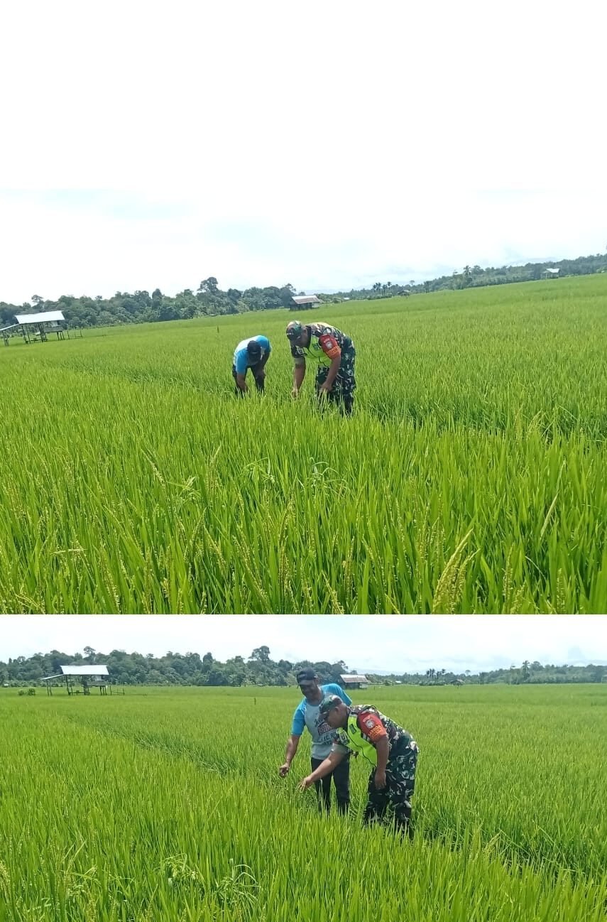 Babinsa Turun Langsung ke Sawah, Pastikan Pertumbuhan Padi Warga Pasi Mali Optimal