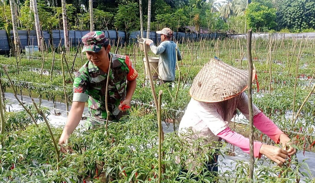 Babinsa Koramil 01/Jay Bantu Warga Panen Cabai Jelang Ramadhan