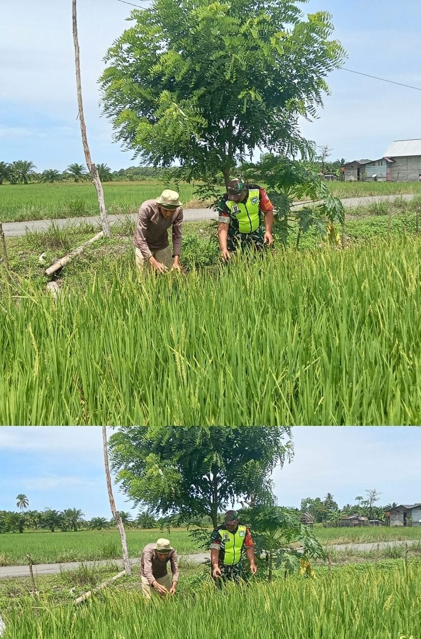 Babinsa Woyla Barat Turun Langsung ke Sawah, Pastikan Tanaman Padi Warga Tumbuh Optimal