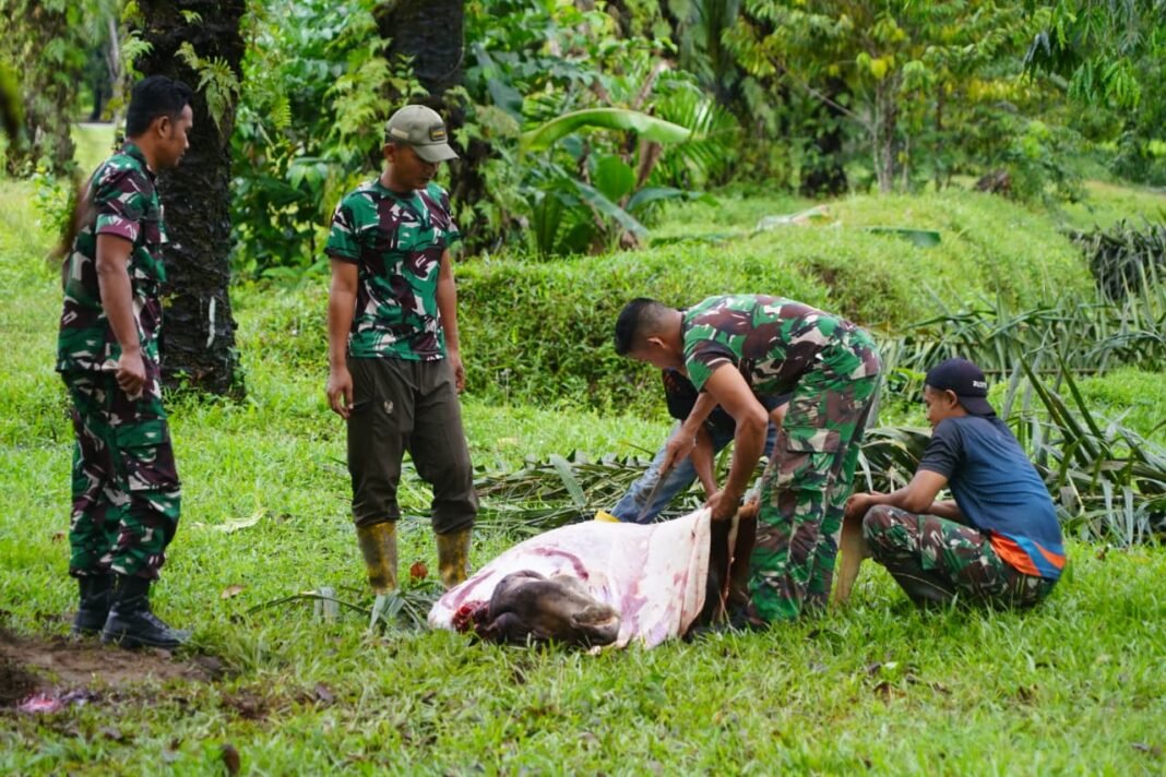 Pemotongan Hewan Meugang Berlangsung Khidmat dan Tertib