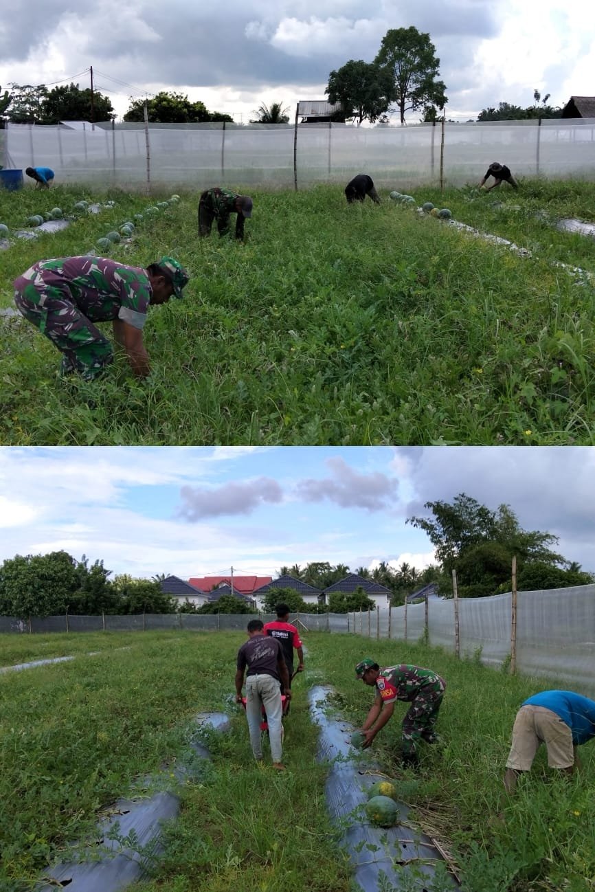 Semangat Ramadhan Mengalir di Ladang, Sertu Herman Dampingi Panen Semangka Kebanggaan Warga