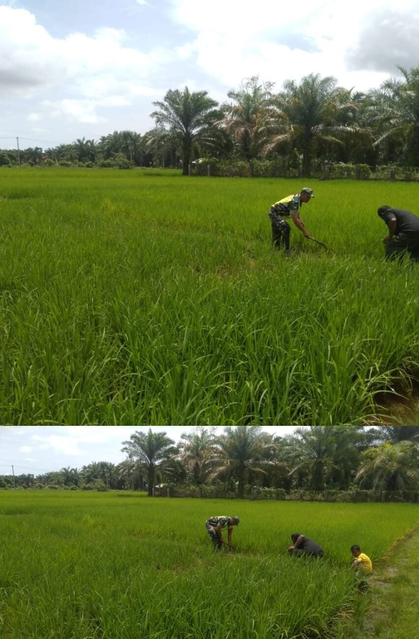 Babinsa Woyla Barat Turun ke Sawah, Bantu Petani Bersihkan Gulma Demi Tingkatkan Hasil Panen