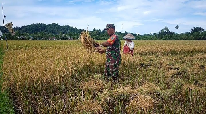 Babinsa Darul Hikmah Turun ke Sawah Bantu Panen Padi Petani
