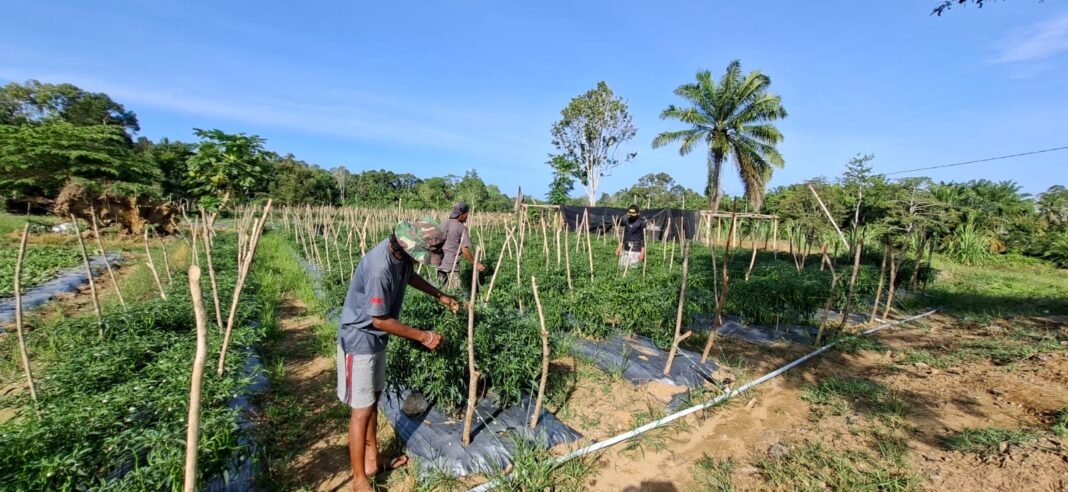 TMMD Ke-127 Kodim 0105/Aceh Barat Bekerja Tulus Demi Masa Depan Desa