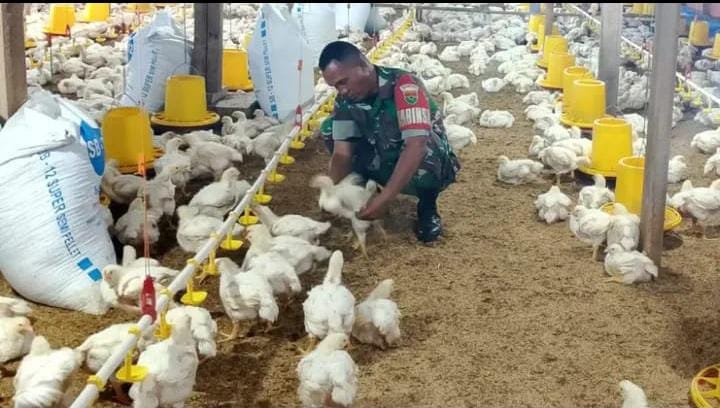 Kodim 0428/Mukomuko Pantau Kesehatan Ternak Ayam Pedaging di Desa Binaan