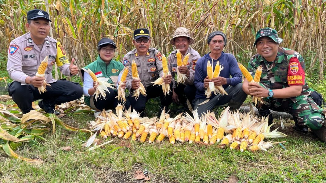 Sinergi TNI-POLRI dan Petani: Babinsa Landih Dukung Ketahanan Pangan di Bangli