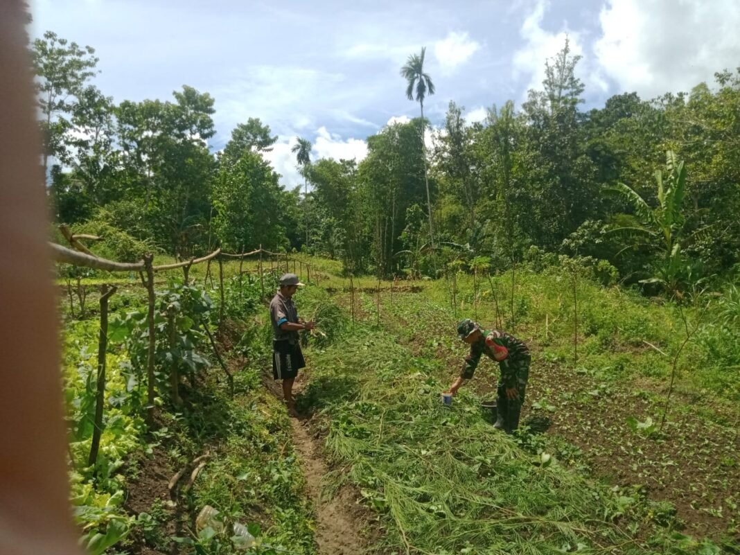 Babinsa Koramil 01/Loli Jalin Komunikasi dengan Petani Sayur di Sobawawi