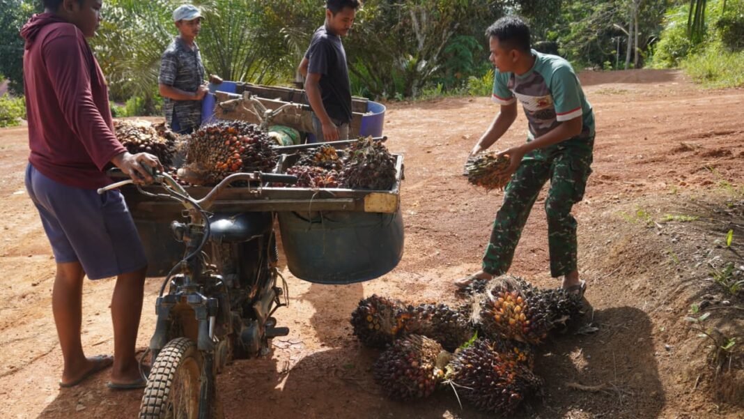 Satgas TMMD 127 Kodim 1015/Sampit Berkolaborasi dengan Warga Angkut Hasil Kebun Sawit