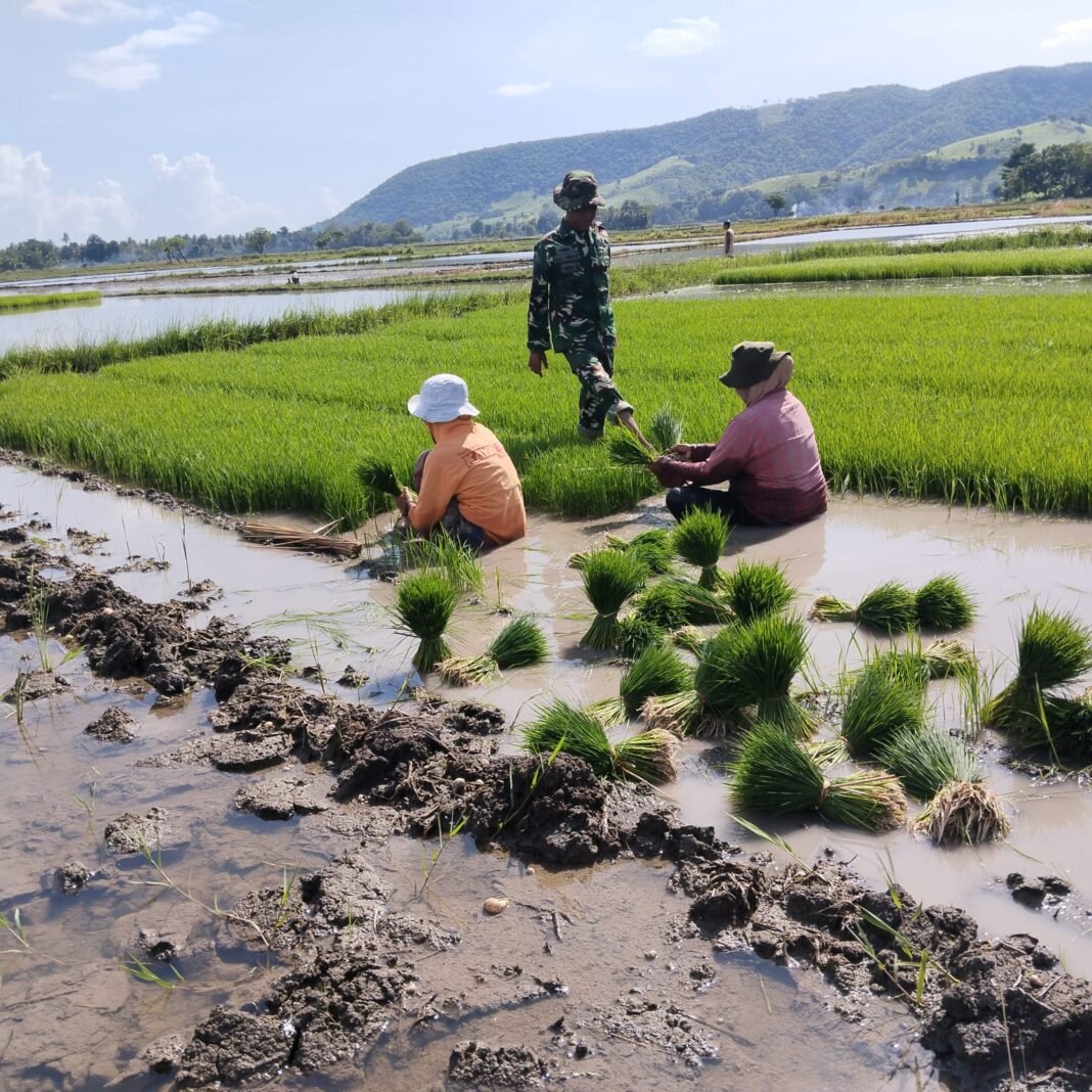 Babinsa Koramil Elar Terlibat Aktif dalam Panen Bibit Padi di Desa Nanga Mbaur