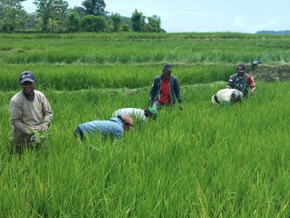 Babinsa Koramil 01/Loli Terjun Langsung Bersihkan Rumput di Area Persawahan