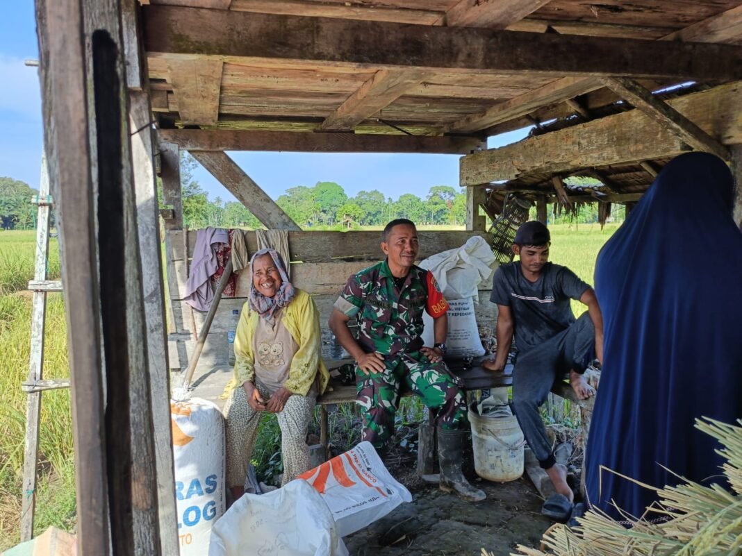 Babinsa Darul Hikmah Komsos dengan Petani Bahas Penurunan Hasil Panen Akibat Hama