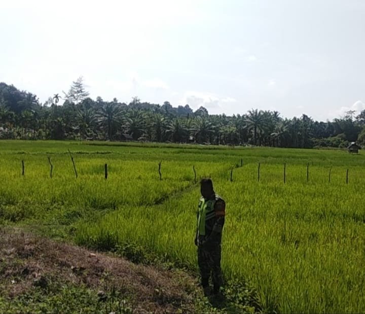 Babinsa Panga Cek Perkembangan Padi Poktan Bumi Subur