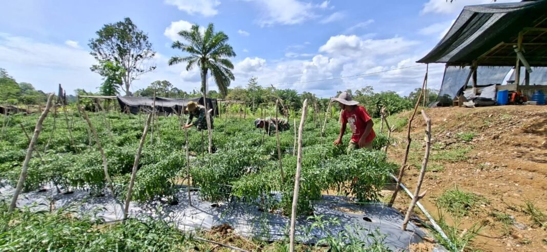 Desa Pasi Aceh Dihiasi Cabai Merah Hasil Tangan Satgas TMMD
