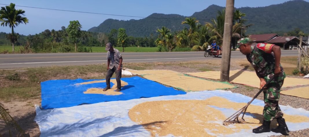 Babinsa Koramil 01/Jaya Bantu Warga Jemur Padi Hasil Panen