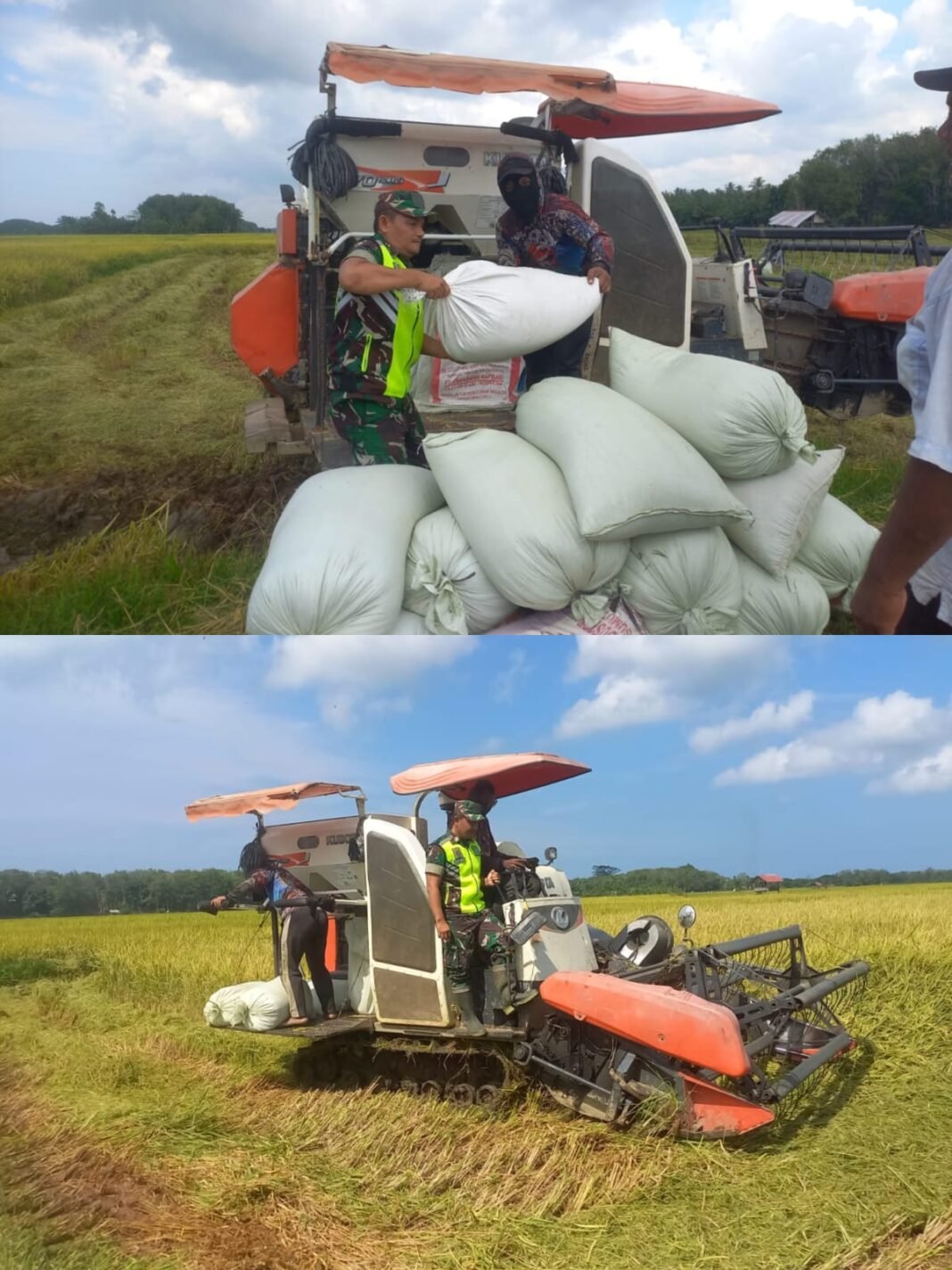Semangat Ramadhan, Babinsa Koramil 08/Arongan Lambalek Dampingi Warga Angkut Padi Hasil Panen