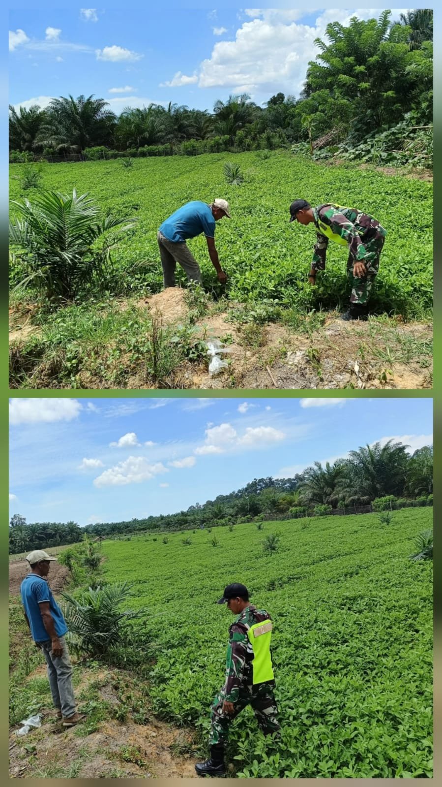 Babinsa Koramil 02/Woyla, Berjibaku dengan Petani Melaksanakan Pendampingan kepada Petani Kacang Tanah di Wilayah Binaan