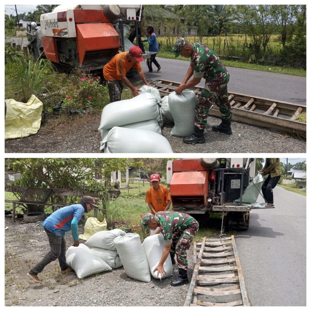 Babinsa Posramil 06 Bubon Bantu Petani Mengangkat Hasil Panen Padi
