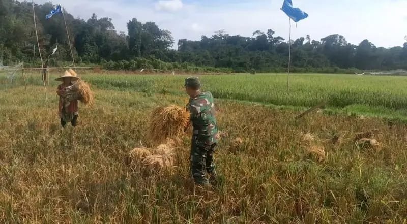 Swasembada Pangan Didorong Babinsa Jajaran Korem 012/TU Melalui Pendampingan Pertanian