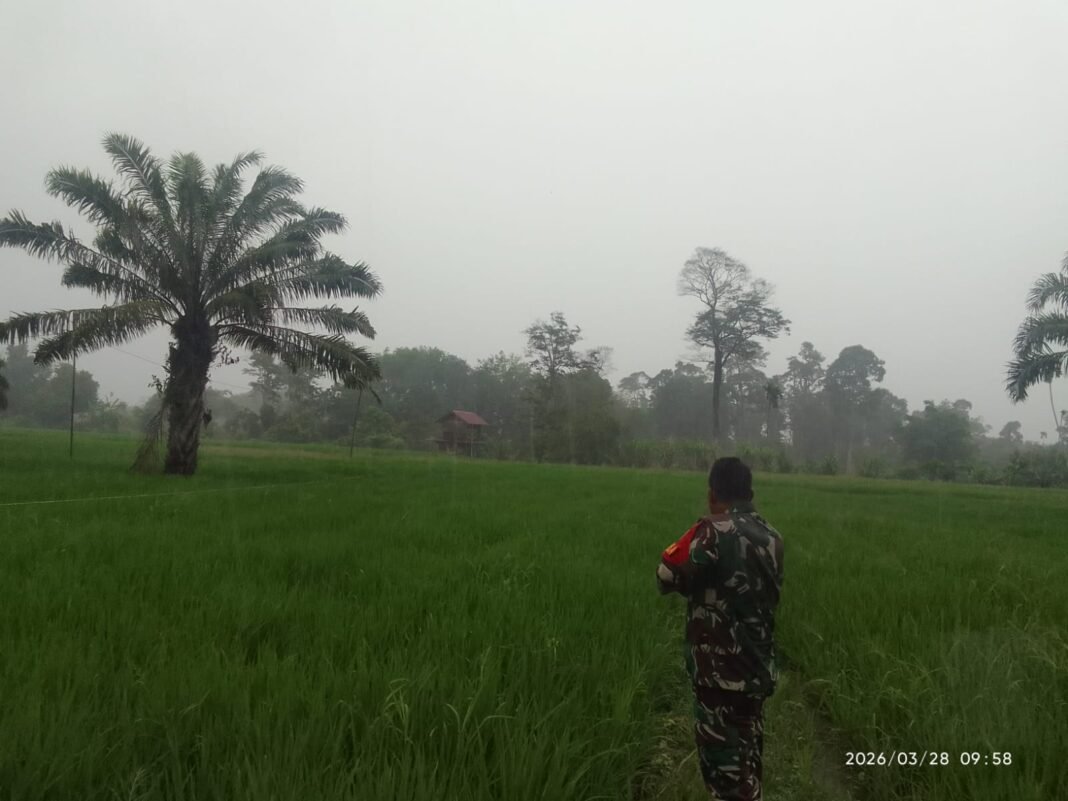 Babinsa Panga Pantau Lahan Pertanian Warga Saat Hujan untuk Antisipasi Dampak pada Tanaman