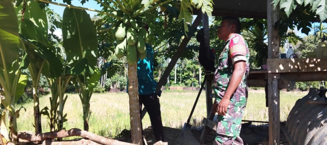 Babinsa Koramil 01/Jaya Tinjau Perkembangan Tanaman Pepaya Milik Petani di Lamtui